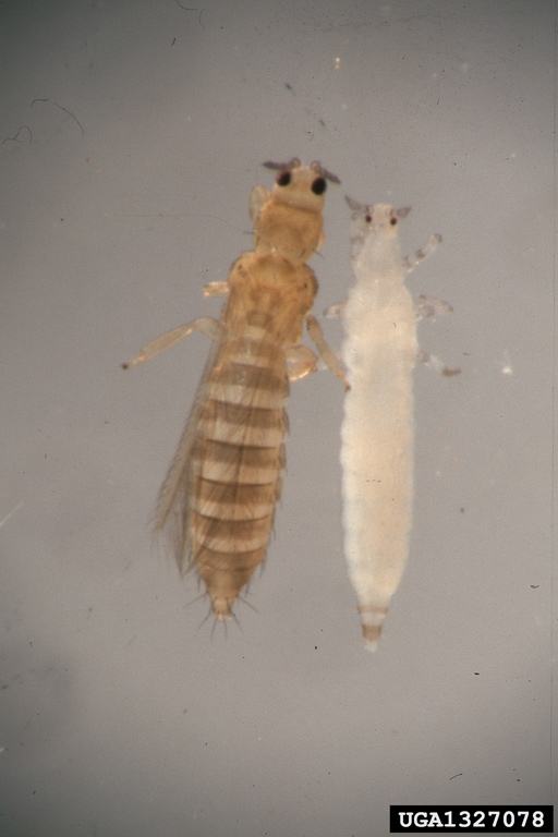 tobacco thrips