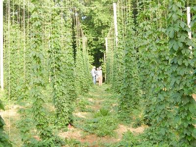 Rows of trellised climbing vines with two people standing in the central aisle
