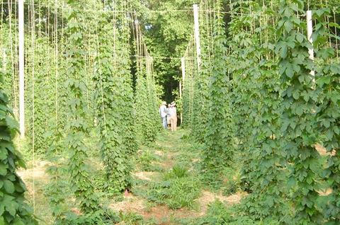 Rows of trellised climbing vines with two people standing in the central aisle