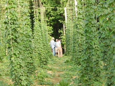 Three people standing among tall trellised vine rows in a green field