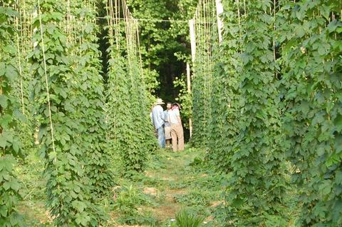 Three people standing among tall trellised vine rows in a green field
