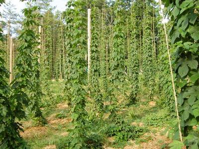 Rows of hop vines climbing vertical poles in a field