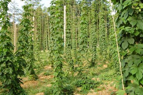 Rows of hop vines climbing vertical poles in a field