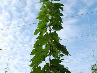 Tall climbing vine wrapped on vertical twine trellis against a cloudy blue sky