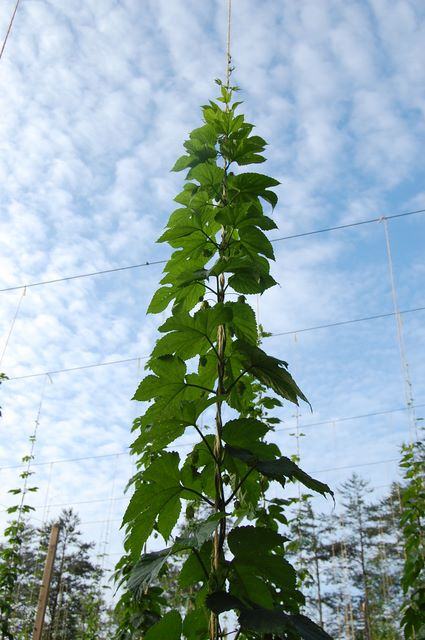 Tall climbing vine wrapped on vertical twine trellis against a cloudy blue sky