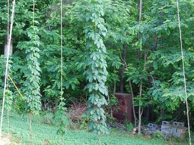Hop vines climbing vertical strings in a backyard garden with trees