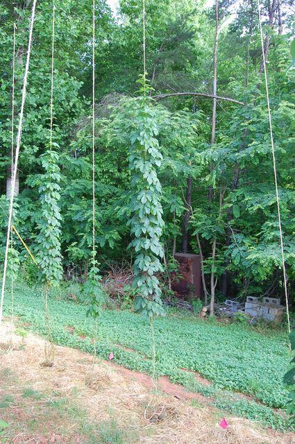 Hop vines climbing vertical strings in a backyard garden with trees