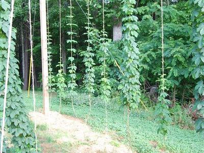 Hop bines climbing vertical strings between wooden poles in a garden clearing