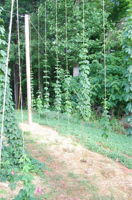 Hop bines climbing vertical strings between wooden poles in a garden clearing