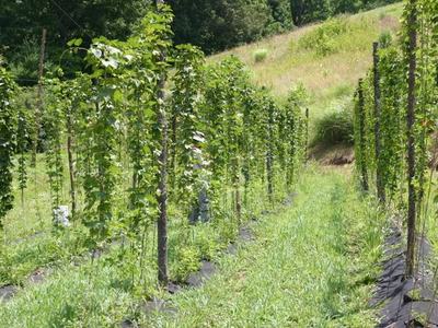 Rows of trellised green vines growing on a grassy hillside