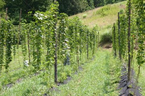 Rows of trellised green vines growing on a grassy hillside