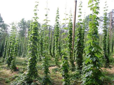Rows of tall hop bines climbing wooden poles in a cultivated field