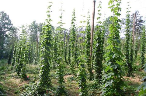 Rows of tall hop bines climbing wooden poles in a cultivated field