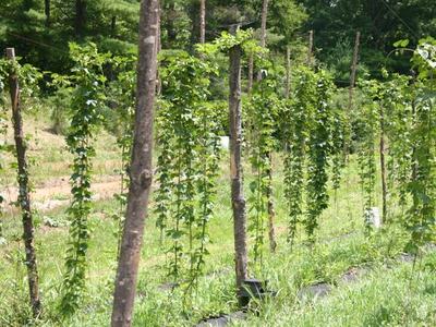 Rows of hop vines climbing wooden poles in a green field