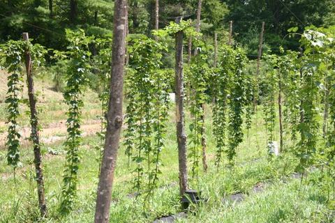 Rows of hop vines climbing wooden poles in a green field