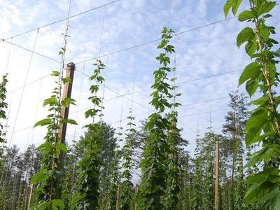 Hop bines climbing vertical trellis poles in a field under a cloudy sky