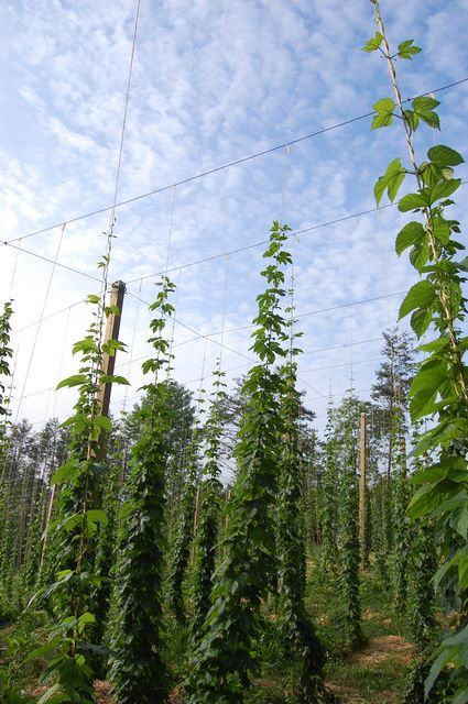 Hop bines climbing vertical trellis poles in a field under a cloudy sky