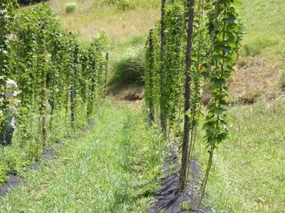 Rows of climbing vines trained on stakes in a grassy hillside field