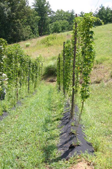 Rows of climbing vines trained on stakes in a grassy hillside field