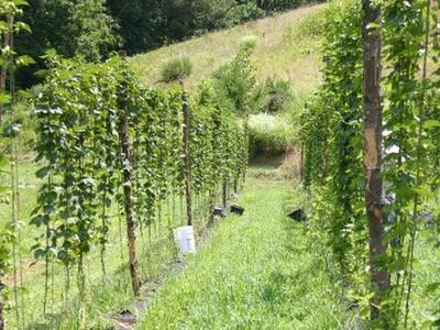 Rows of trellised plants along a grassy path in a hillside field