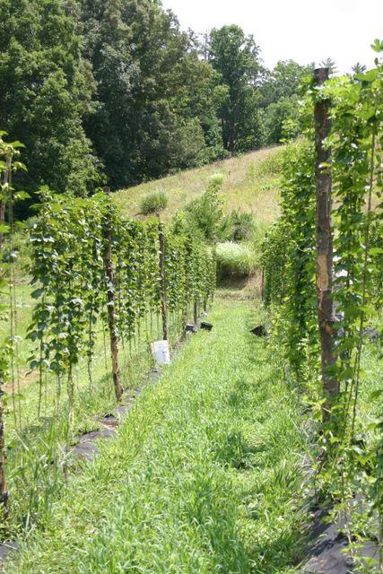 Rows of trellised plants along a grassy path in a hillside field