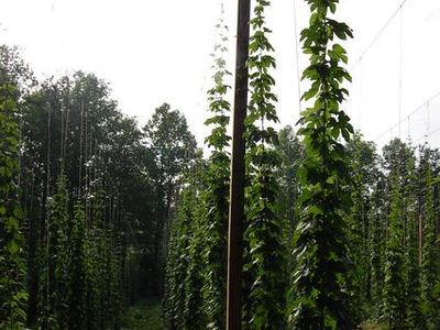 Tall hop vines climbing trellised poles in a farm field