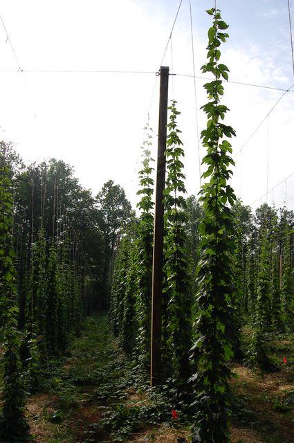 Tall hop vines climbing trellised poles in a farm field