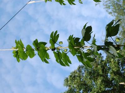 Hop vine with green leaves twining around a vertical string against a blue sky