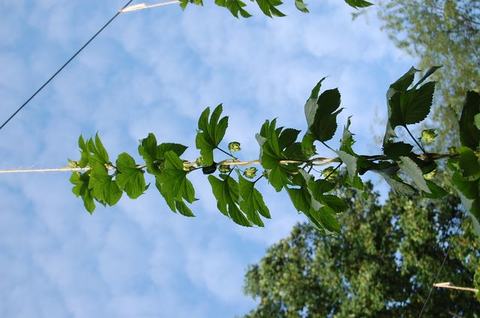 Hop vine with green leaves twining around a vertical string against a blue sky