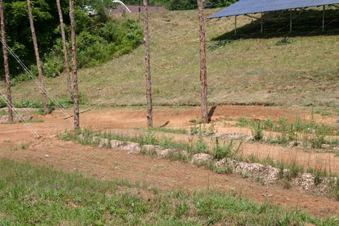 Grassy field with wooden poles, gravel planting rows, and solar panels on a slope