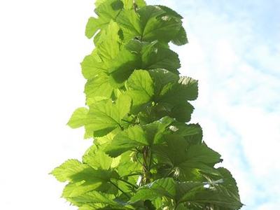 Green hop vine climbing a vertical twine toward a blue sky