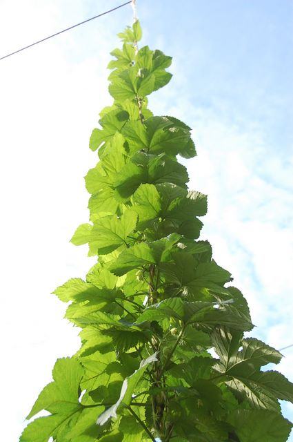 Green hop vine climbing a vertical twine toward a blue sky
