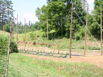 Rows of young plants trained on tall wooden poles and trellis wires in a rural field