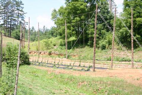 Rows of young plants trained on tall wooden poles and trellis wires in a rural field