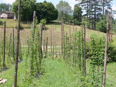 Rows of wooden stakes supporting young climbing plants in a grassy field