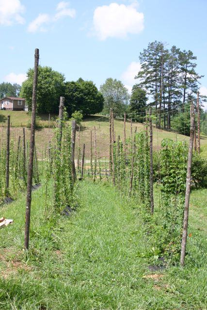 Rows of wooden stakes supporting young climbing plants in a grassy field