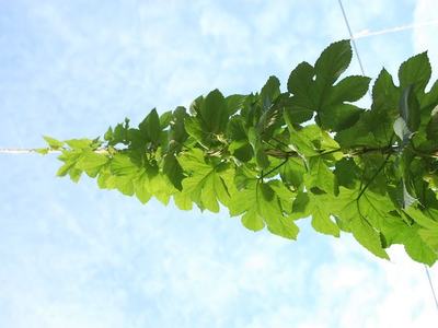 Climbing vine with green leaves growing upward along a string against blue sky