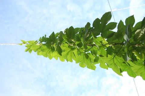 Climbing vine with green leaves growing upward along a string against blue sky