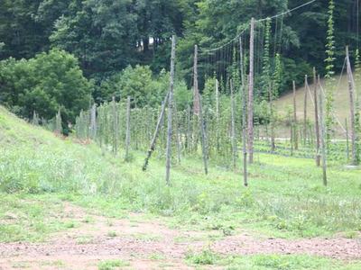 Field of tall wooden hop trellis poles with climbing vines beside wooded hillside