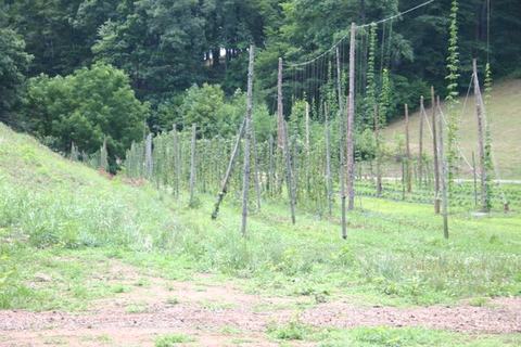 Field of tall wooden hop trellis poles with climbing vines beside wooded hillside