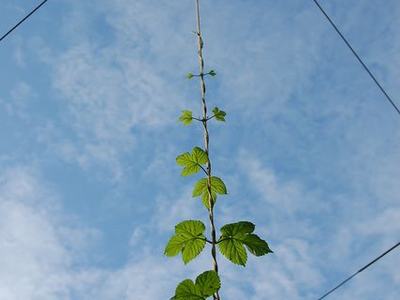 Single vine climbing a vertical twine suspended between wires against blue sky