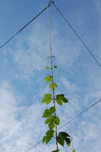 Single vine climbing a vertical twine suspended between wires against blue sky