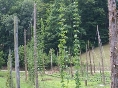 Hop bines climbing trellis twine between wooden poles in a grassy field with trees