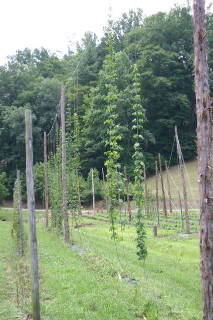 Hop bines climbing trellis twine between wooden poles in a grassy field with trees