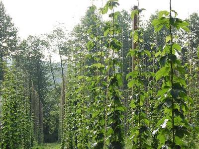 Tall hop vines climbing vertical strings in organized rows on a farm field