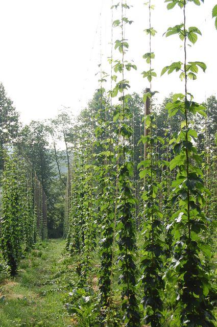 Tall hop vines climbing vertical strings in organized rows on a farm field