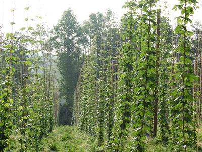 Rows of hop vines climbing tall poles in a cultivated field