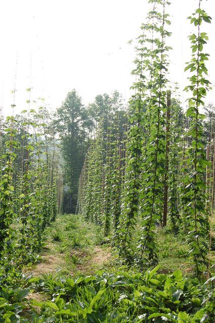 Rows of hop vines climbing tall poles in a cultivated field