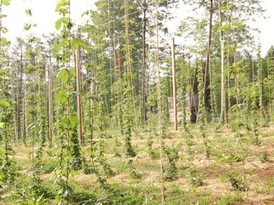 Hops plants climbing trellis strings attached to wooden poles in a cultivated field