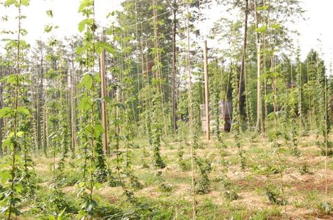 Hops plants climbing trellis strings attached to wooden poles in a cultivated field